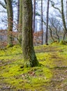 Forest at springtime