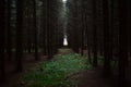 Forest of spruce coniferous trees, dense small grass. Spruce forest in the morning haze. Thick moss and fallen leaves cover Royalty Free Stock Photo