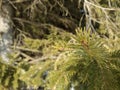 Forest spruce needles Russia Royalty Free Stock Photo