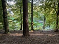 Forest of Spruce Trees. Dark forrest nature view wallpaper. Forest background. Royalty Free Stock Photo