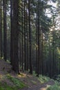 Forest of Spruce Trees illuminated by Sunbeams through Fog, a Carpet of Moss and stones covering the forest floor. Natural relict