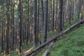 Forest of Spruce Trees illuminated by Sunbeams through Fog, a Carpet of Moss and stones covering the forest floor. Natural relict