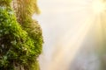 Forest of Spruce Trees Illuminated by Sunbeams through Fog, Moss Covered Forest Floor