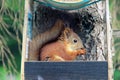 A forest squirrel nibbles nuts in a feeder Royalty Free Stock Photo