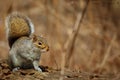 Forest squirrel park