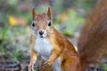 Forest squirrel on a sunny day Royalty Free Stock Photo