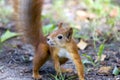 Forest squirrel on a sunny day Royalty Free Stock Photo