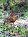 Forest squirrel on a sunny day Royalty Free Stock Photo