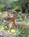 Forest squirrel on a sunny day Royalty Free Stock Photo