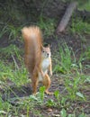 Forest squirrel on a sunny day Royalty Free Stock Photo