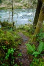 Forest Stairs in Oregon Royalty Free Stock Photo