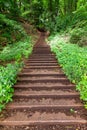 Forest stairway Royalty Free Stock Photo