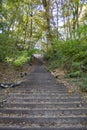 Forest Stairway Royalty Free Stock Photo