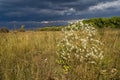 Forest-steppe before the storm