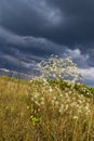 Forest-steppe before the storm