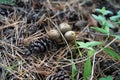 Forest still life - cones, toadstools, tree