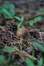 Forest still life - cones, toadstools, tree Royalty Free Stock Photo