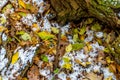 Forest still life, with early snow, and autumn foliage covered