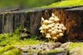 Forest still life with mushrooms