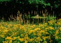 Forest still life in the summer