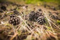 Forest still shot with pine cones and needles on the ground