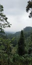 The forest is still very beautiful in Mount Bunder Bogor, Indonesia Royalty Free Stock Photo