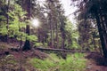Forest in Stolowe Mountains National Park in Kudowa-Zdroj, Poland. A popular destination for trips in Poland Royalty Free Stock Photo