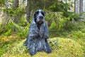 Portrait of a dog. Forest. Wildlife. On stone, overgrown grass, sits English Cocker Spaniel.