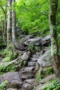 Forest stone steps trail upwards