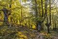 Forest with stones and small waterfalls in Adarra mountain in the town of Urnieta, Gipuzkoa, Spain