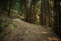 A stony path in a dark forest. Only small sunlight between the trees.