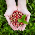 Forest strawberries in the hands Royalty Free Stock Photo