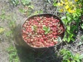 forest strawberries