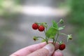 Wild strawberry in the hands of man Royalty Free Stock Photo