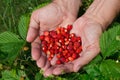 Forest strawberries in men`s hands on strawberry leaves Royalty Free Stock Photo