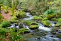 Forest stream Royalty Free Stock Photo