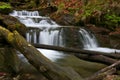 Forest Stream