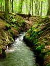 Forest stream Royalty Free Stock Photo