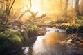 a forest stream bathed in golden hour sunlight Royalty Free Stock Photo