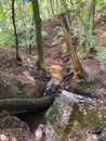 Forest stream with dappled lighting, meandering through fallen trees and moss-covered rocks Peeling bark reveals intricate Royalty Free Stock Photo