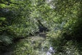 Forest stream in dense green vegetation