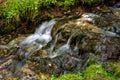 Forest stream, fast water flow