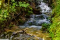 Forest stream, fast water flow