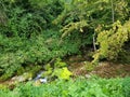 Forest stream, flowing through dense vegetation Royalty Free Stock Photo