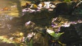 Forest stream flows through the stone bottom, the sun`s rays reflect in the water and make sparkles Royalty Free Stock Photo