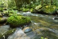 Forest stream with green vegetation in the river banks and rocks covered with moss Royalty Free Stock Photo