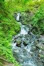Forest stream. Mountain stream among the green. Mountain stream among the mossy stones Royalty Free Stock Photo