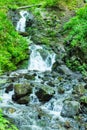 Forest stream. Mountain stream among the green. Mountain stream among the mossy stones Royalty Free Stock Photo