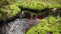 Forest stream murmur