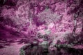 Forest and Stream in Pastel Infrared Color Royalty Free Stock Photo